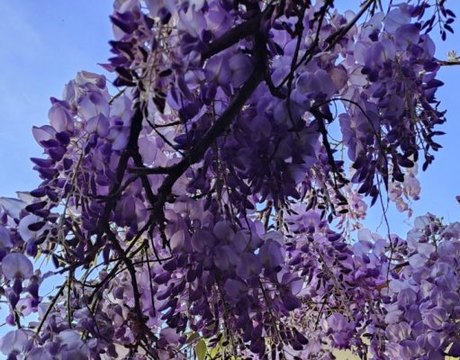 Glicine per creare pennellate di colore e creare un giardino alla Monet